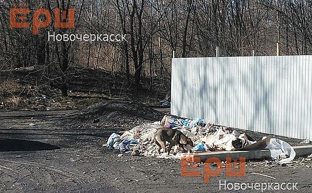 В Новочеркасске найдены человеческие останки, которые могут принадлежать пропавшей женщине