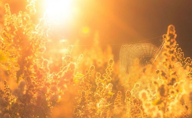 Новости | Белая Калитва: Информационно - развлекательный портал - Страница #165 photo Жара в Ростовской области достигнет +35°С в тени