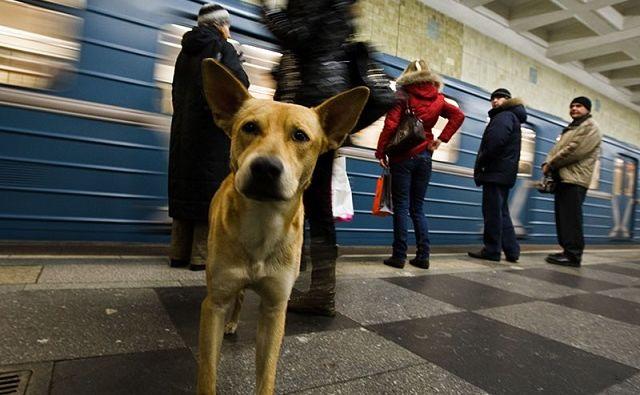 Новости | Белая Калитва: Информационно - развлекательный портал - Страница #165 photo Ростовчанин спас в московском метро собаку, которая не успела за пьяным хозяином в вагон