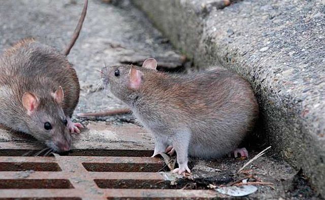 Новости | Белая Калитва: Информационно - развлекательный портал - Страница #61 photo На борьбу с грызунами на кладбищах Ростова потратят более 700 тысяч рублей