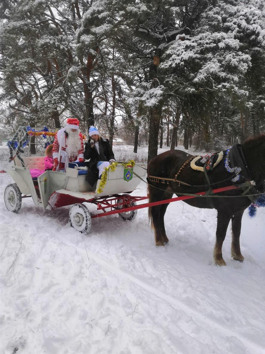 На карете по сосновому бору