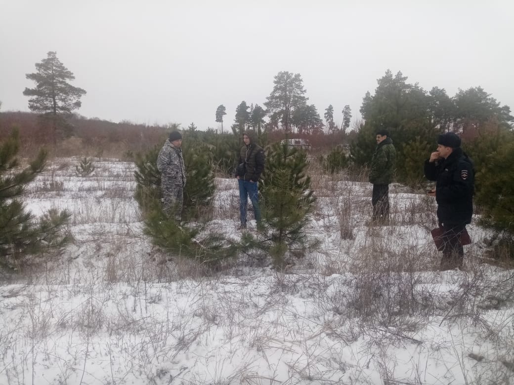 В лесу у х. Бородинова срубили сосны