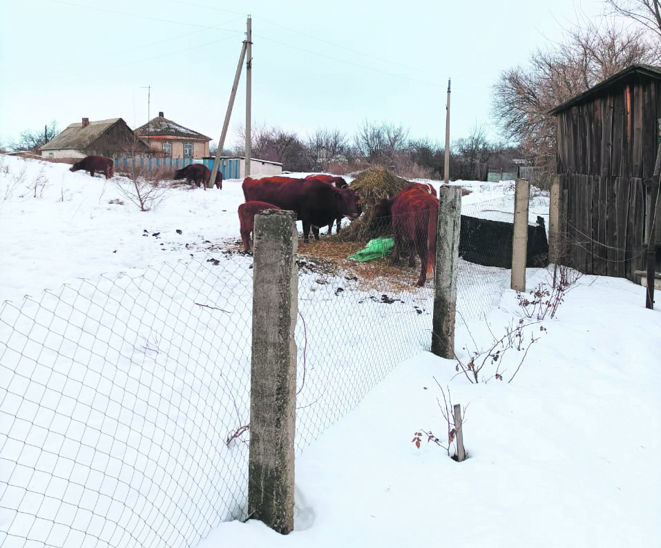 За бродячих коров &amp;#8212; только штраф